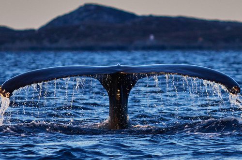 humpback.jpg